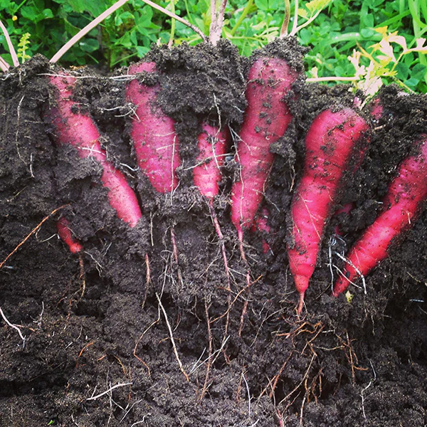 New Vegetable Seeds