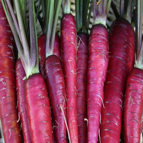 Carrot Purple Dragon Seeds - Image 3