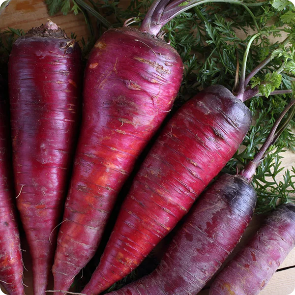 Carrot Purple Dragon Seeds - Image 4
