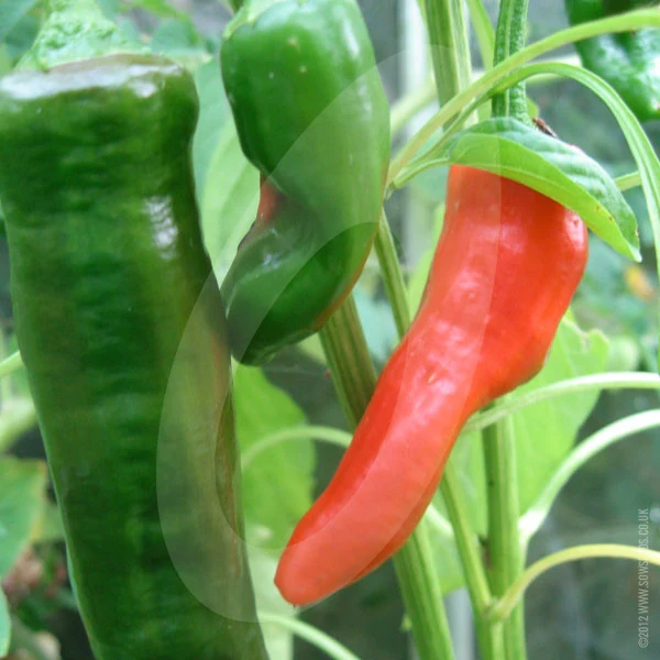 Chilli Pepper Cayenne Red Seeds - Image 2