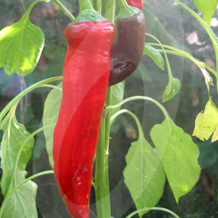 Chilli Pepper Cayenne Red Seeds - Image 3