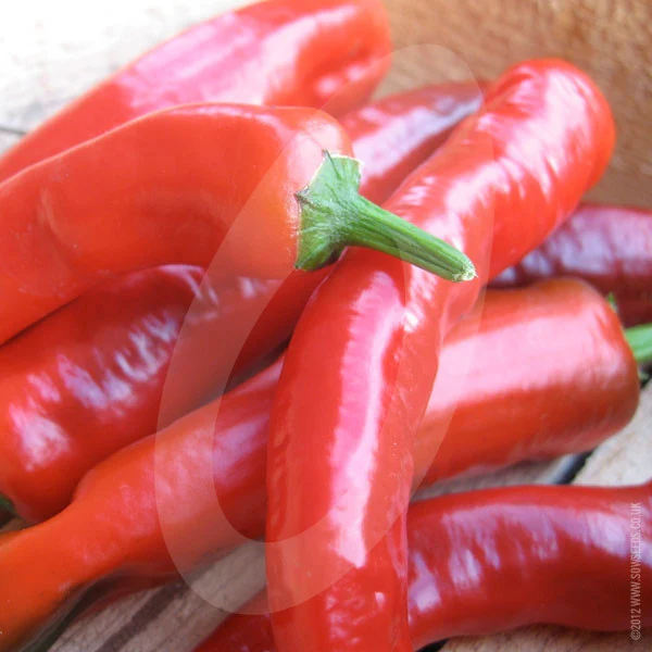 Chilli Pepper Cayenne Red Seeds - Image 4