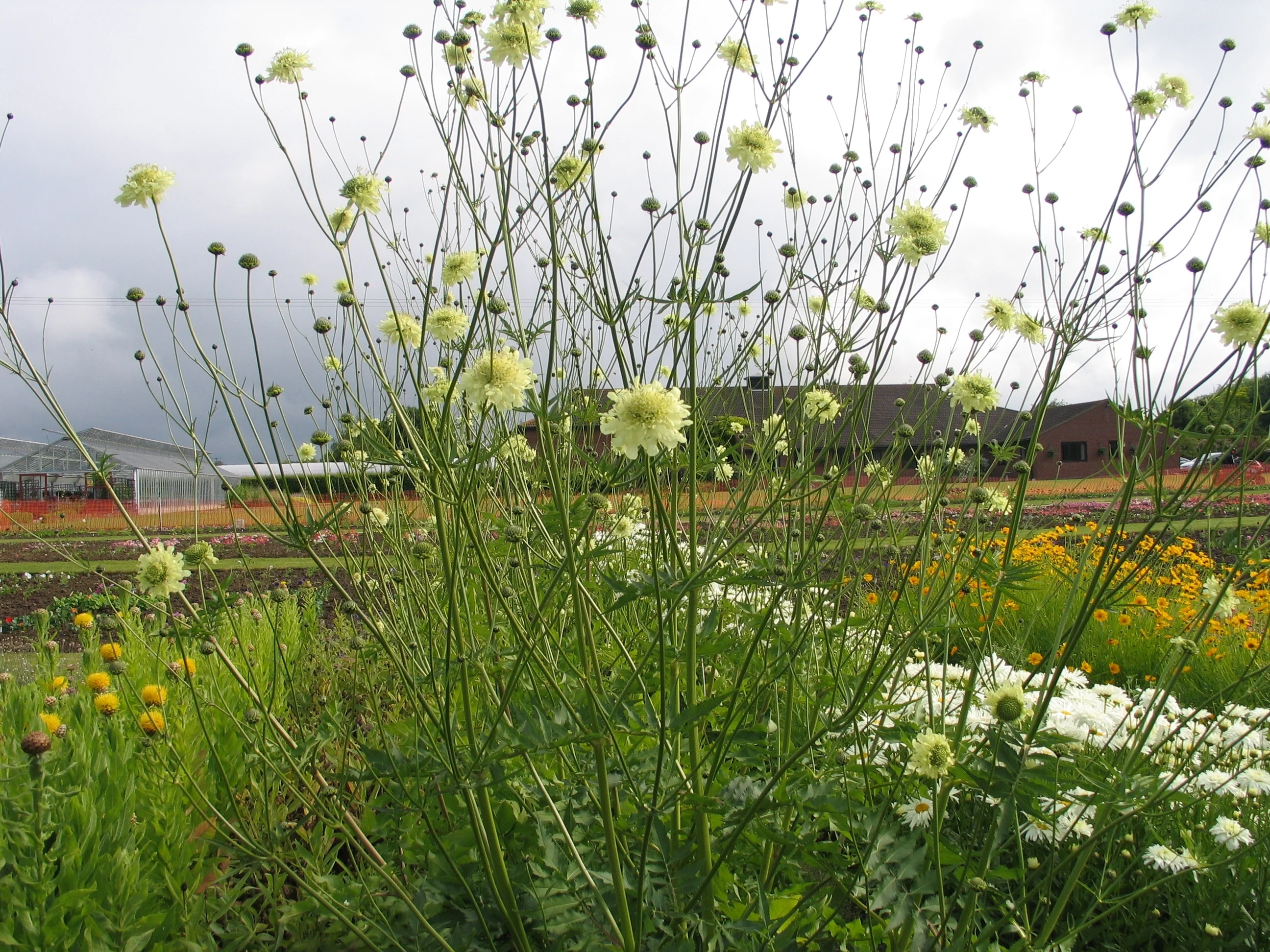 Cephalaria Gigantea (Giant Scabiosa) Cut Flower Seeds - Image 2