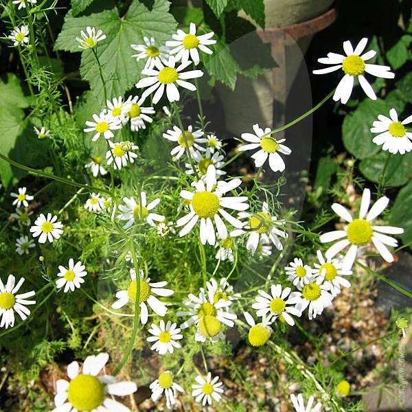Herb Chamomile Seeds - Image 3