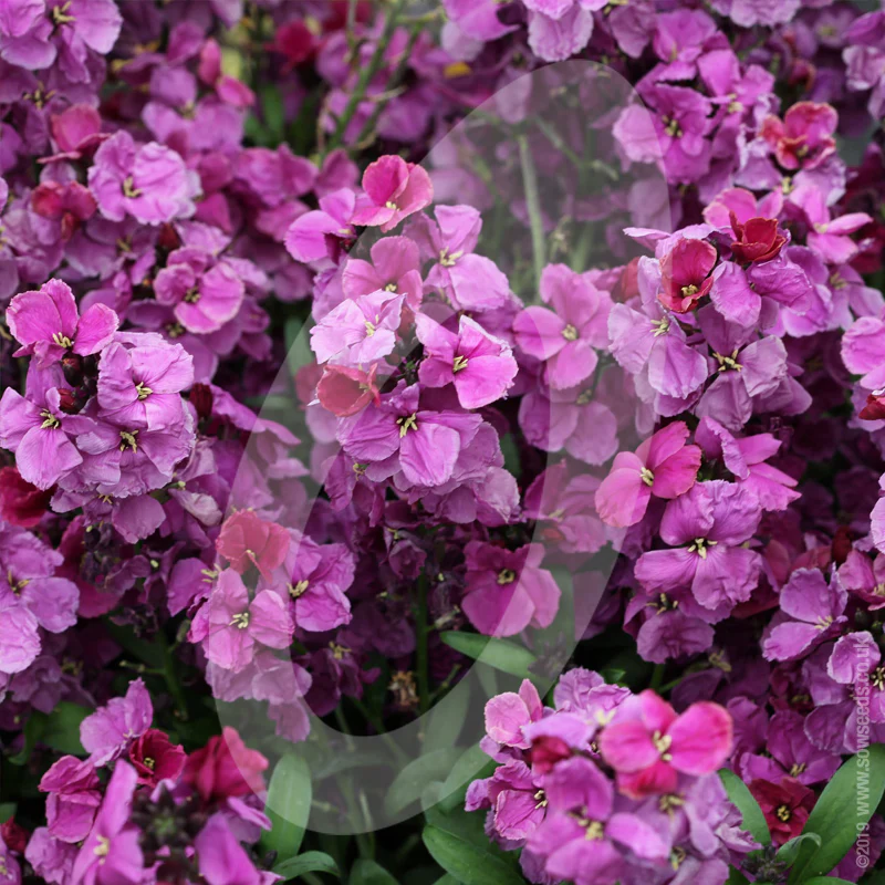 Cheiranthus Cheiri 'Wallflower Sugar Rush Purple Bicolour' Cut Flower Seeds - Image 2