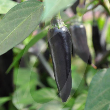 Chilli Pepper Chenzo F1 Seeds - Image 4