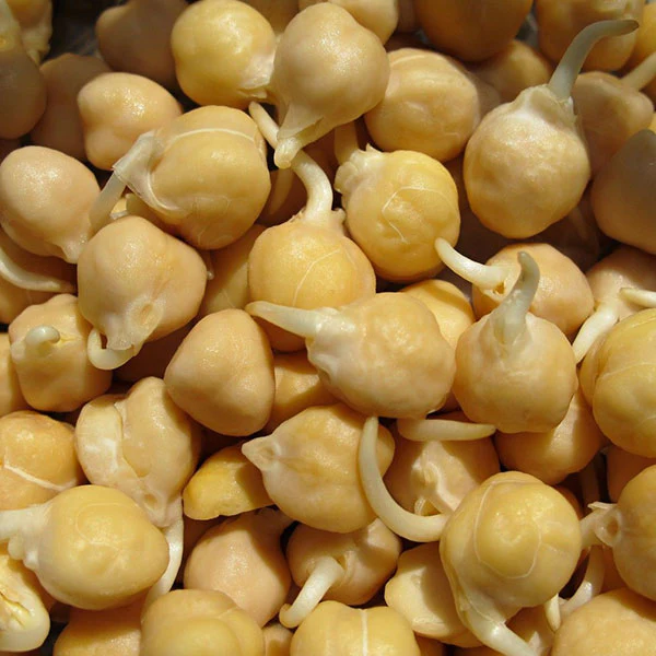 ChickPea Microgreens Sprouting Seeds - Image 4