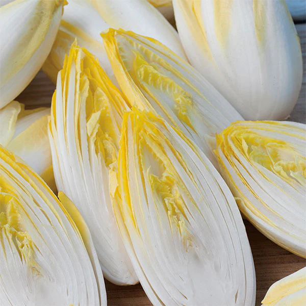 Chicory Brussels Witloof Seeds - Image 3