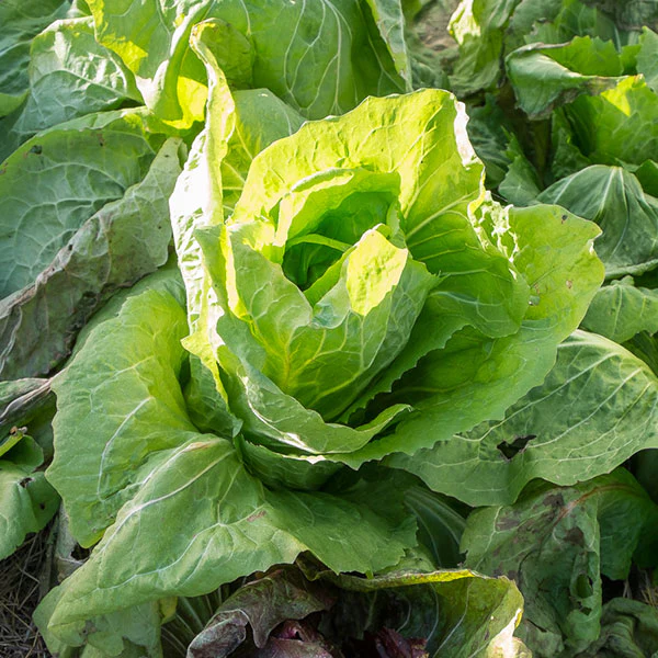 Chicory Pain de Sucre (Sugarloaf) AGM Seeds - Image 3