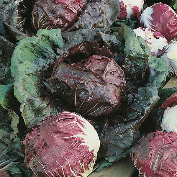 Chicory Palla Rossa (Radicchio) AGM Seeds - Image 3