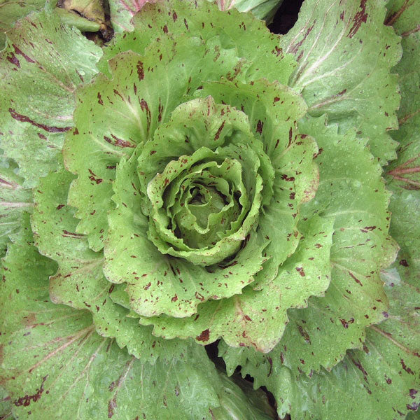 Chicory Variegata Di Castelfranco (Radicchio) Seeds - Image 3