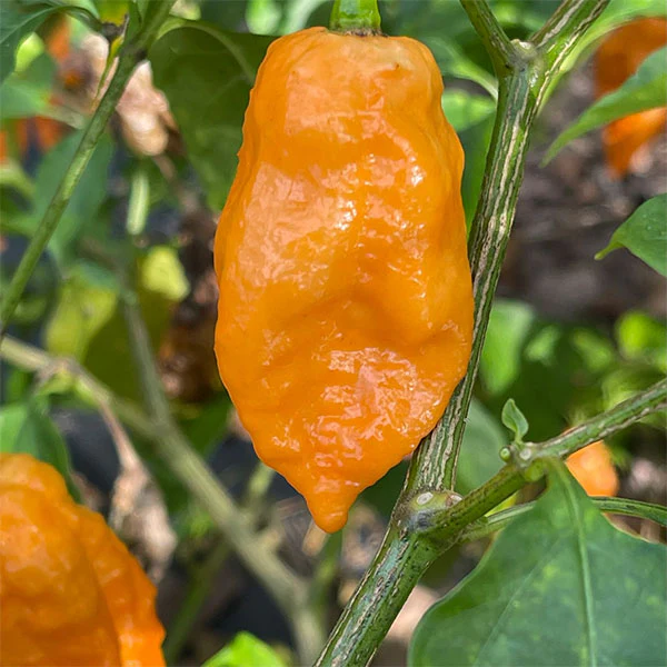 Chilli Pepper Dorset Naga Orange Seeds - Image 3