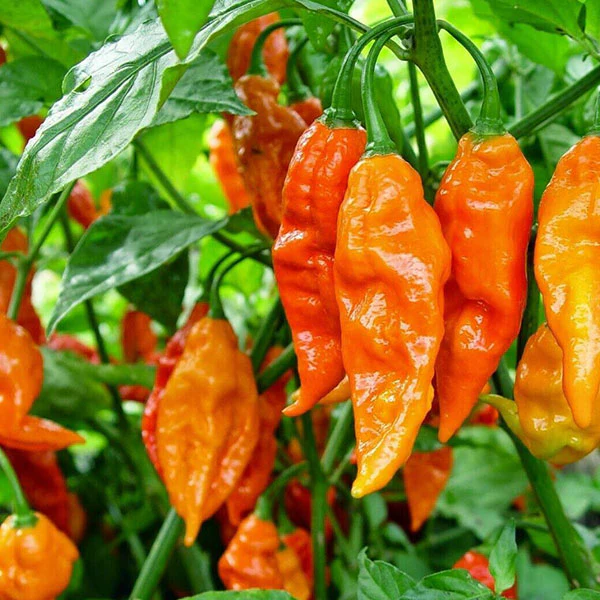 Chilli Pepper Dorset Naga Orange Seeds - Image 4