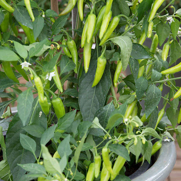 Chilli Pepper Gusto Green F1 Seeds - Image 3