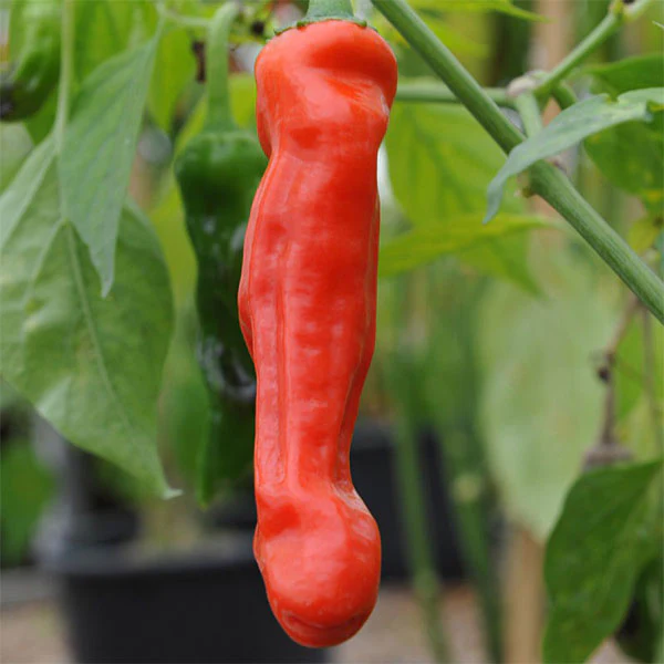 Chilli Pepper Peter Seeds - Image 3