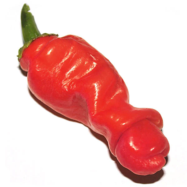 Chilli Pepper Peter Seeds - Image 4