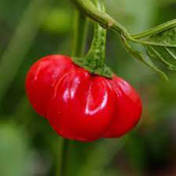 Chilli Pepper Sweet Pumpkin Seeds - Image 4