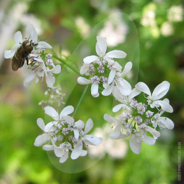 Herb Coriander Seeds - Image 4