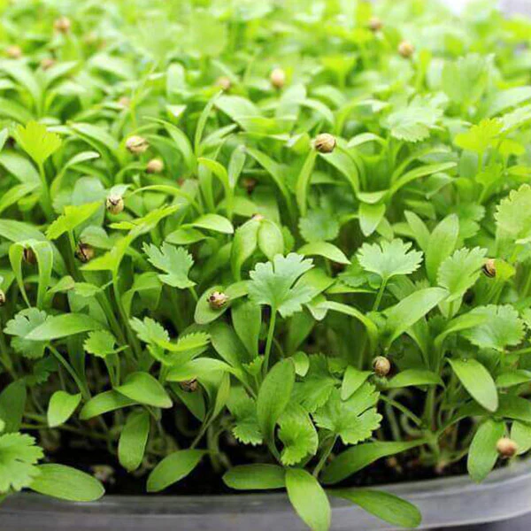 Coriander Microgreens Seeds - Image 3