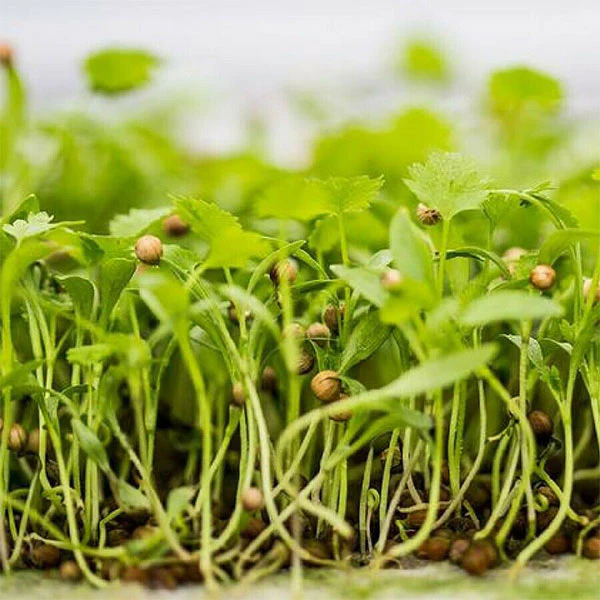 Coriander Microgreens Seeds - Image 4
