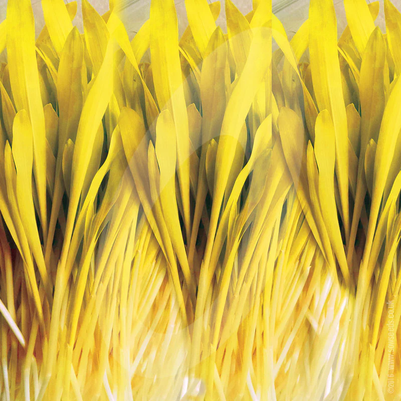 Sweetcorn Shoots Microgreens Seeds - Image 3
