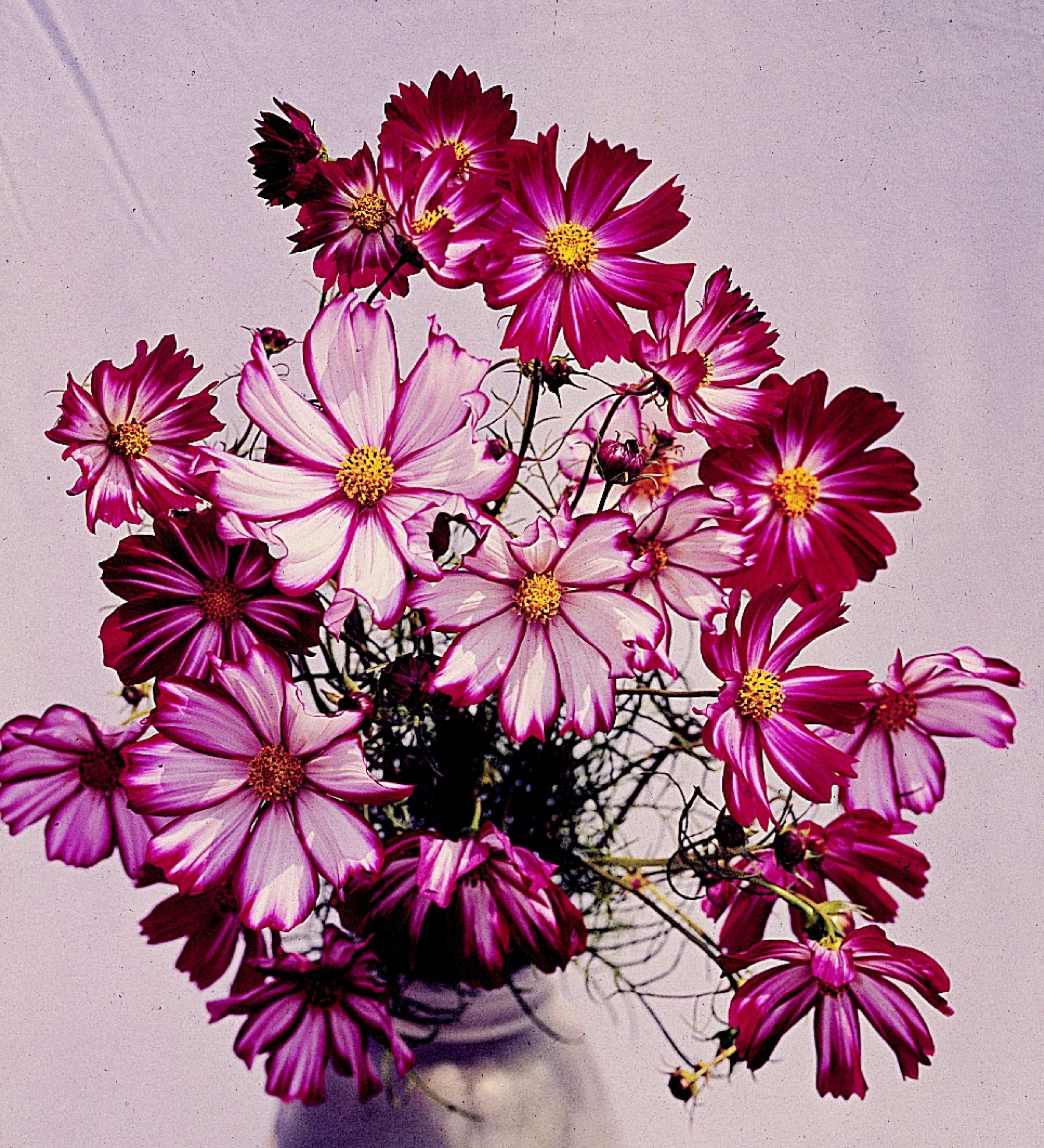Cosmos Bipinnatus 'Candystripe' Cut Flower Seeds - Image 2