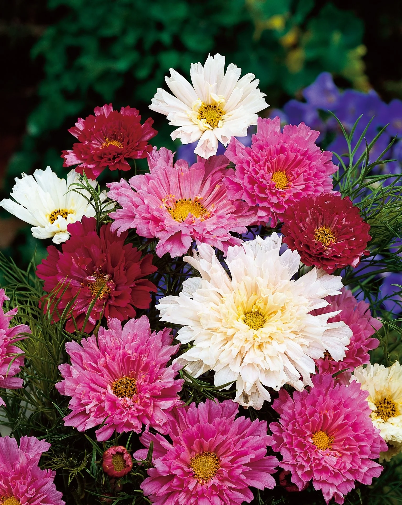 Cosmos Bipinnatus 'Double Click Mixed' Cut Flower Seeds - Image 2