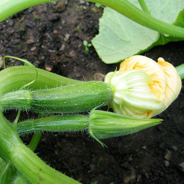 Courgette All Green Bush Seeds - Image 3