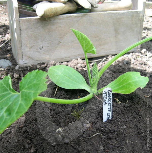Courgette Atena F1 Seeds - Image 3