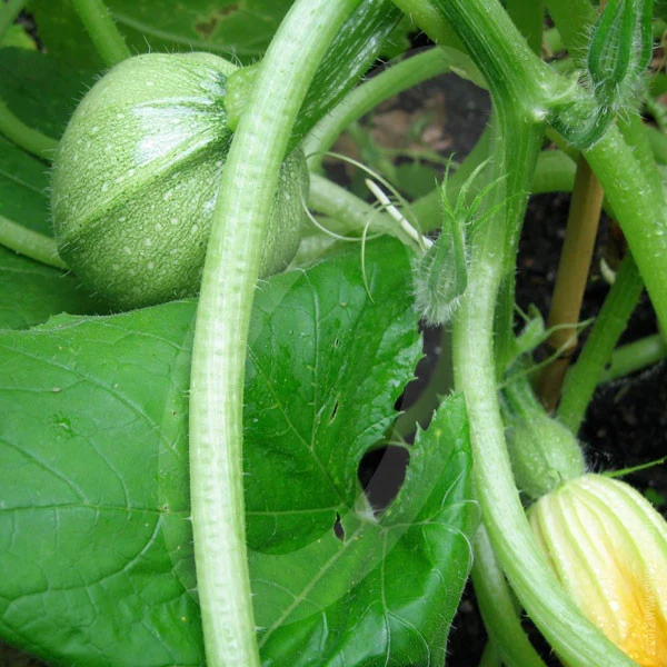 Courgette Chiaro di Nizza Seeds - Image 3