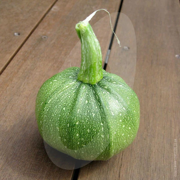 Courgette Chiaro di Nizza Seeds - Image 4
