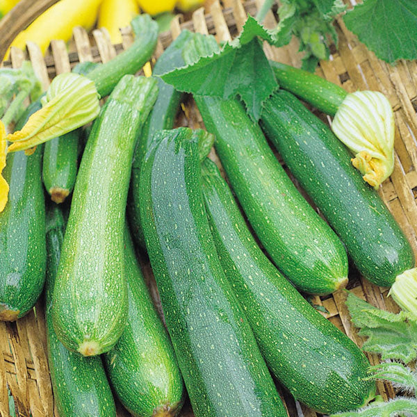 Courgette Early Gem F1 Seeds (AGM) - Image 3