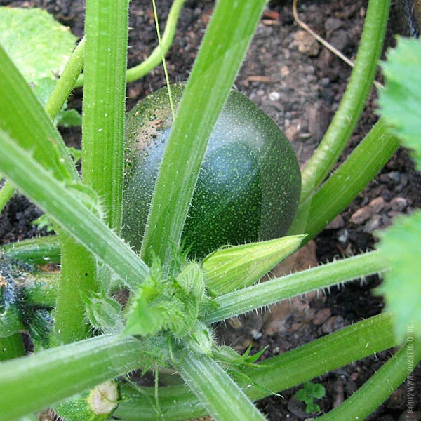 Courgette Eight Ball F1 Seeds - Image 3