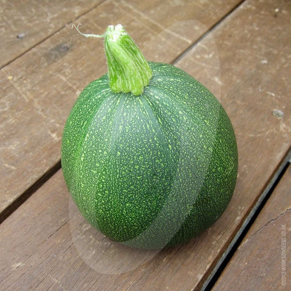 Courgette Eight Ball F1 Seeds - Image 4