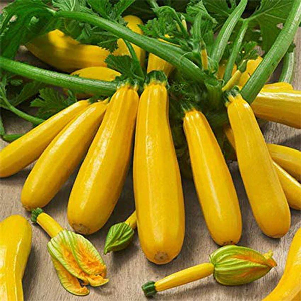 Courgette Gold Rush F1 Seeds - Image 3