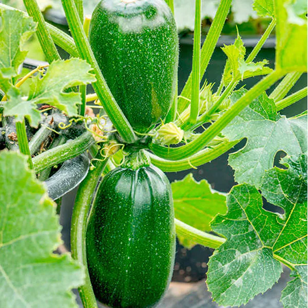 Courgette Green Griller F1 Seeds - Image 3