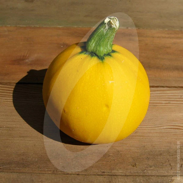 Courgette One Ball F1 Seeds - Image 3