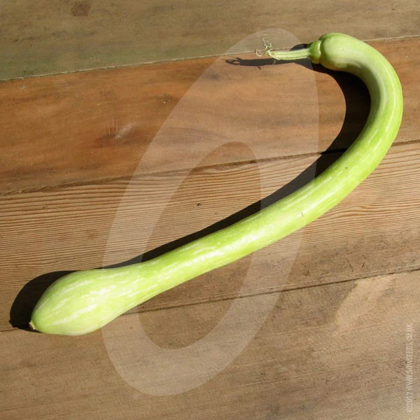 Courgette Tromboncino Albenga Seeds - Image 3