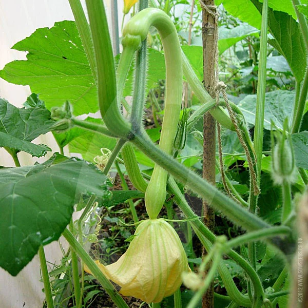 Courgette Tromboncino Albenga Seeds - Image 4