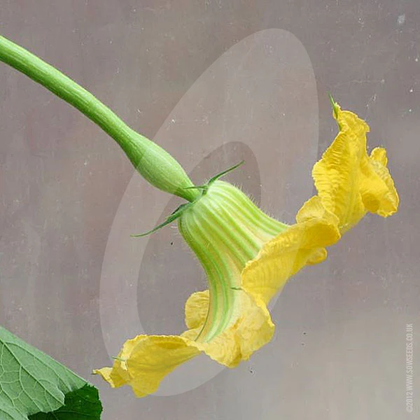 Courgette Tromboncino Albenga Seeds - Image 5