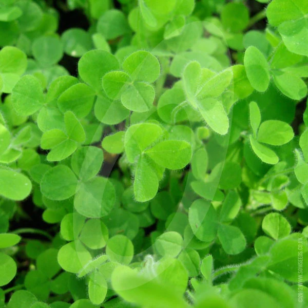 Green Manure Crimson Clover Seeds - Image 3
