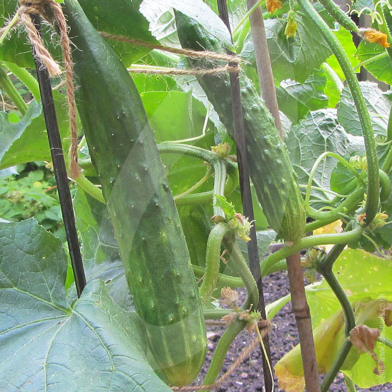 Cucumber Burpless Tasty Green F1 Seeds - Image 3
