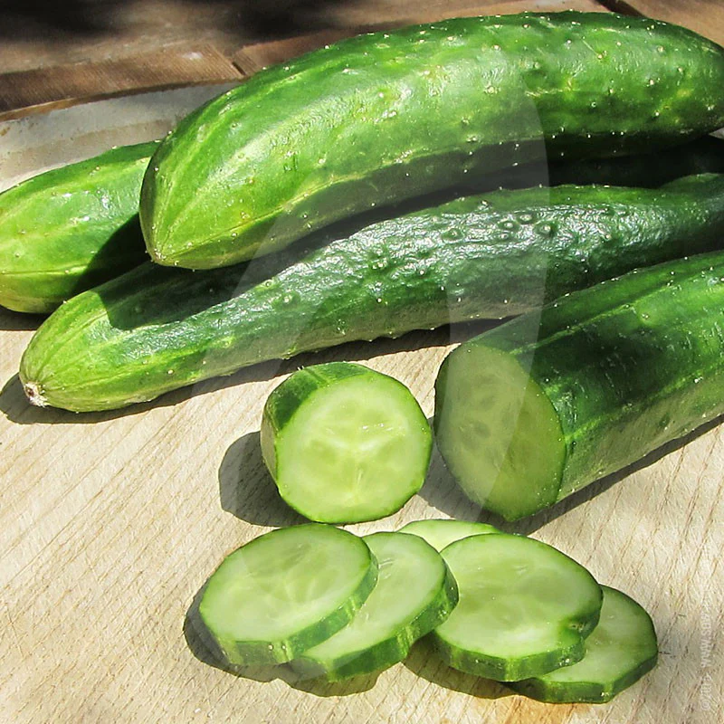 Cucumber Burpless Tasty Green F1 Seeds - Image 4