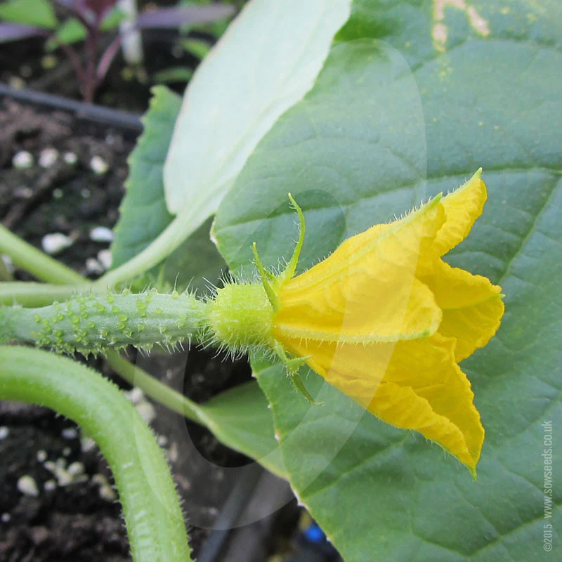 Cucumber Burpless Tasty Green F1 Seeds - Image 5