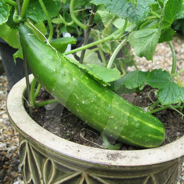 Cucumber Burpless Tasty Green F1 Seeds - Image 6