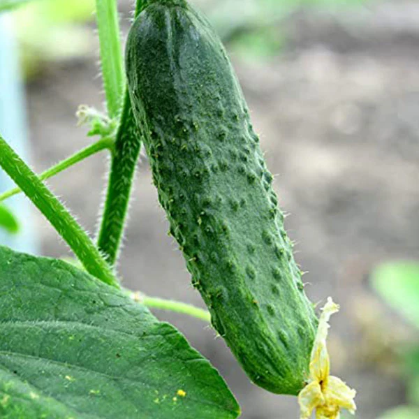 Cucumber Bush Champion Seeds - Image 3