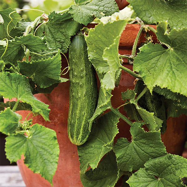 Cucumber Bush Champion Seeds - Image 4