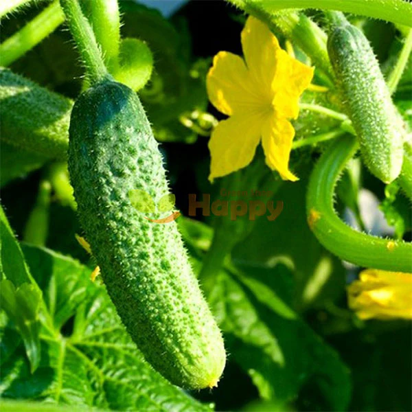 Cucumber Calimbo (Gherkin) F1 Seeds - Image 3