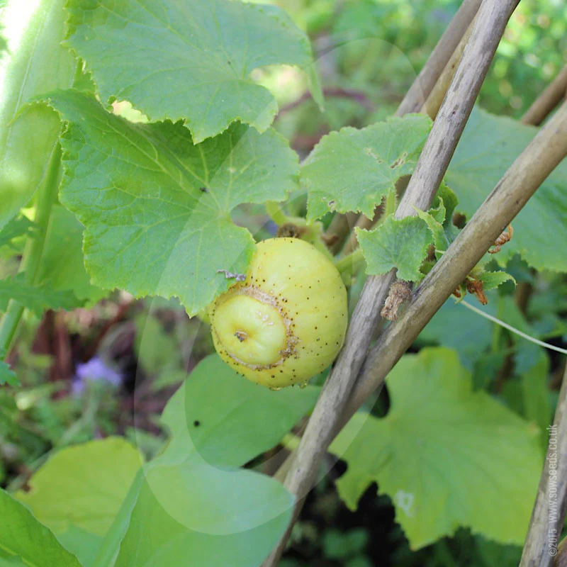 Cucumber Lemon Vegetable Seeds - Image 3