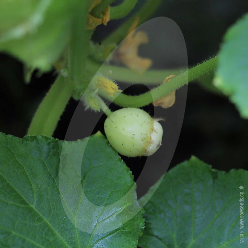 Cucumber Lemon Vegetable Seeds - Image 4